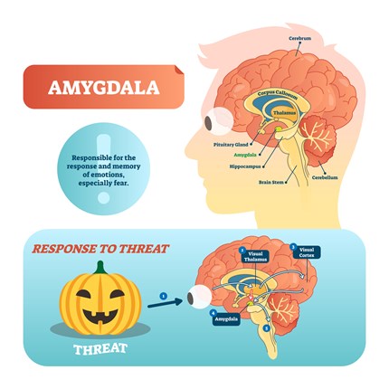 amygdala