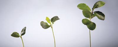 Maximising growth
