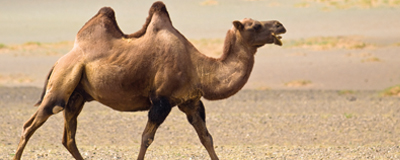 When should we teach the word camel?