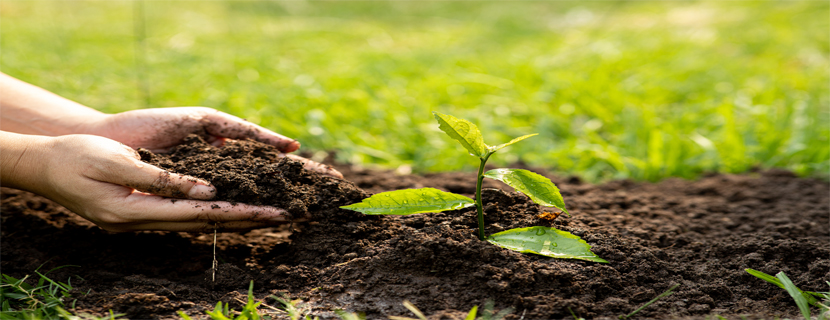 The man who planted trees